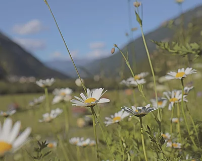 Blumenwanderweg im Tiroler Oberland