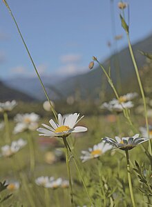 Blumenwanderweg im Tiroler Oberland
