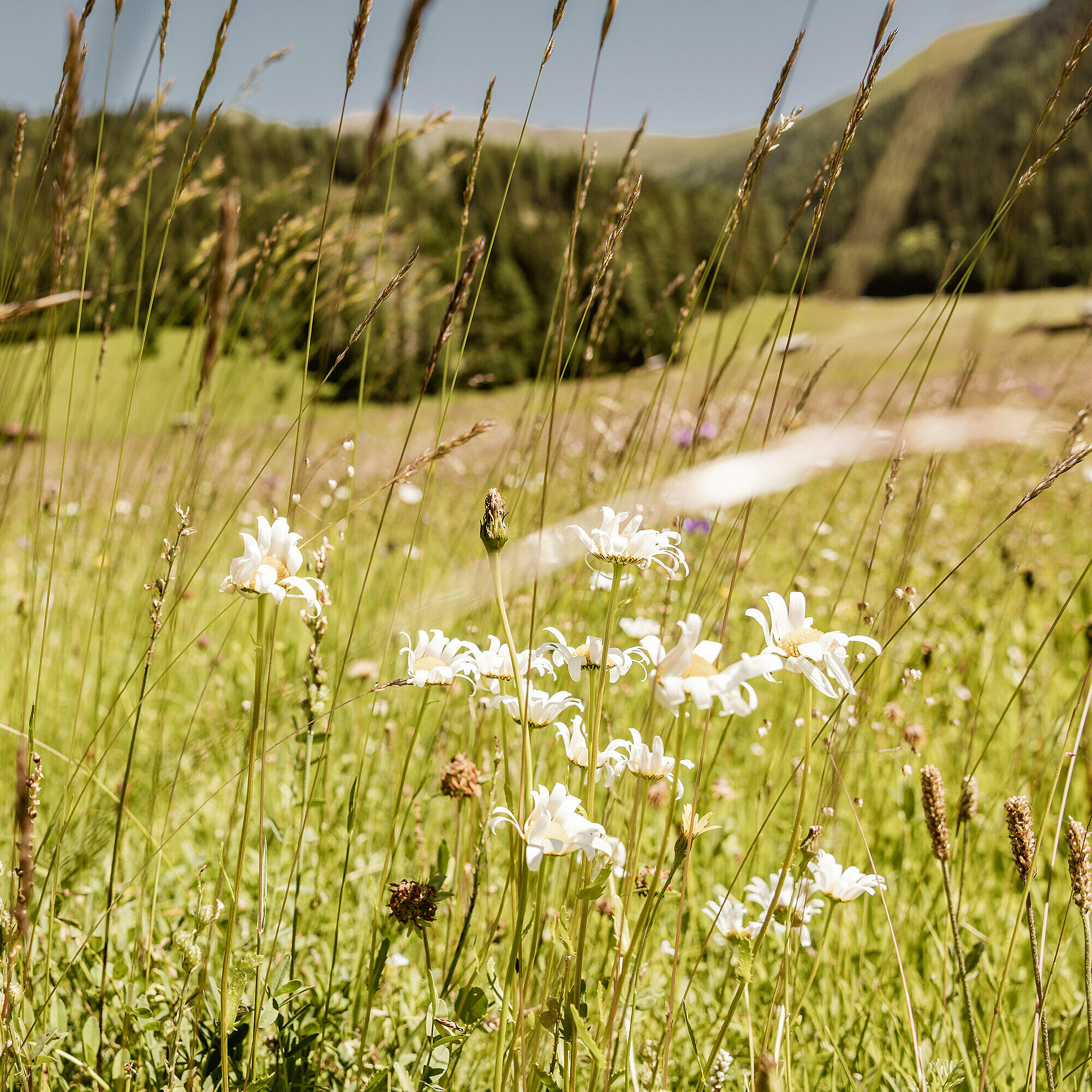KrÃ¤uterspaziergang im Tiroler Oberland im Sommer