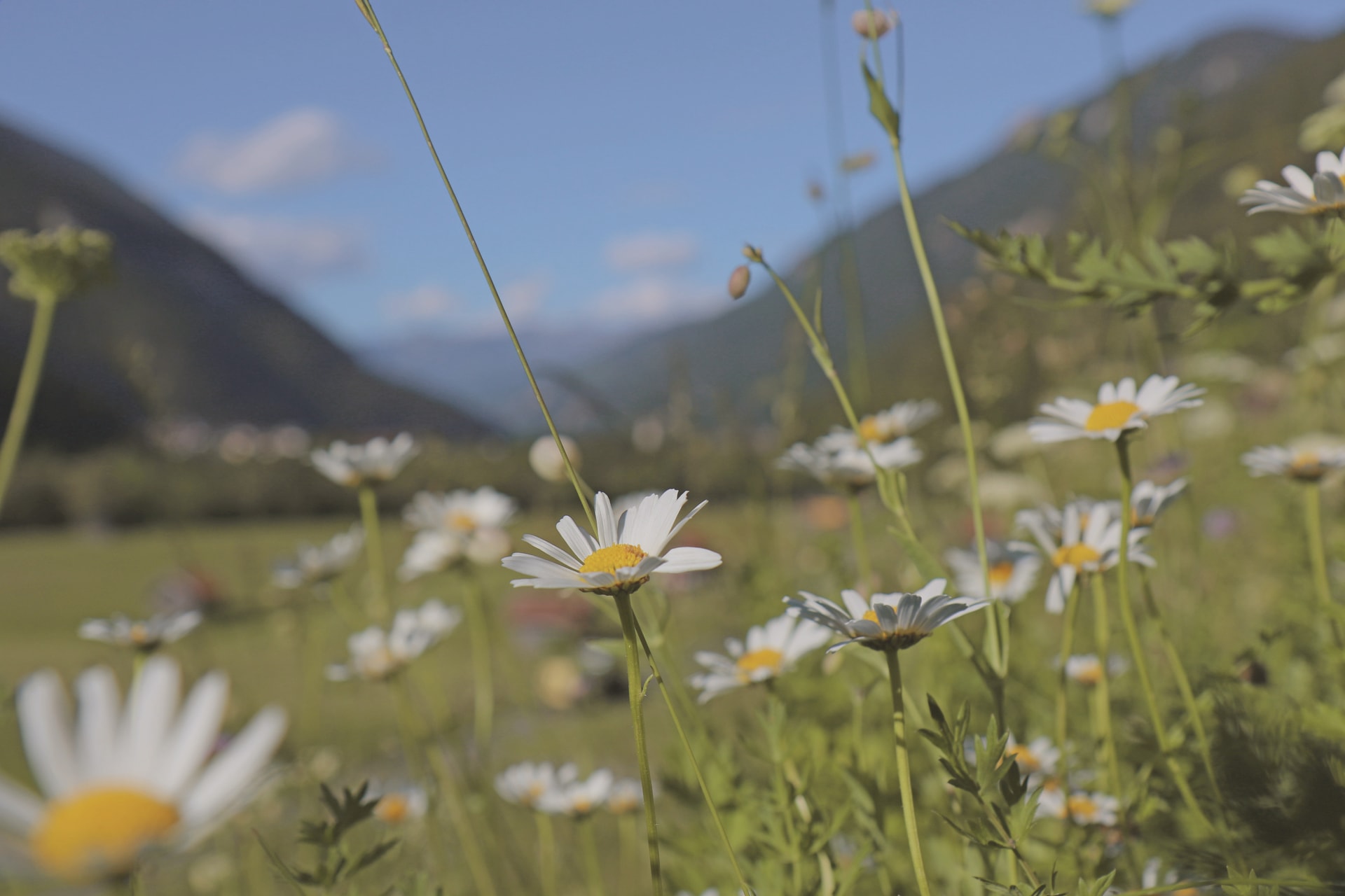 Blumenwanderweg im Tiroler Oberland